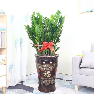 Money Tree Potted Large Plant Indoor Large Office Opening Housewarming Gift Living Room Formaldehyde-Absorbing Money String