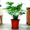 Turtle Bamboo Pot Potted Green Plants indoor living room Four Seasons Evergreen Large Leaf Hydroponic Plants