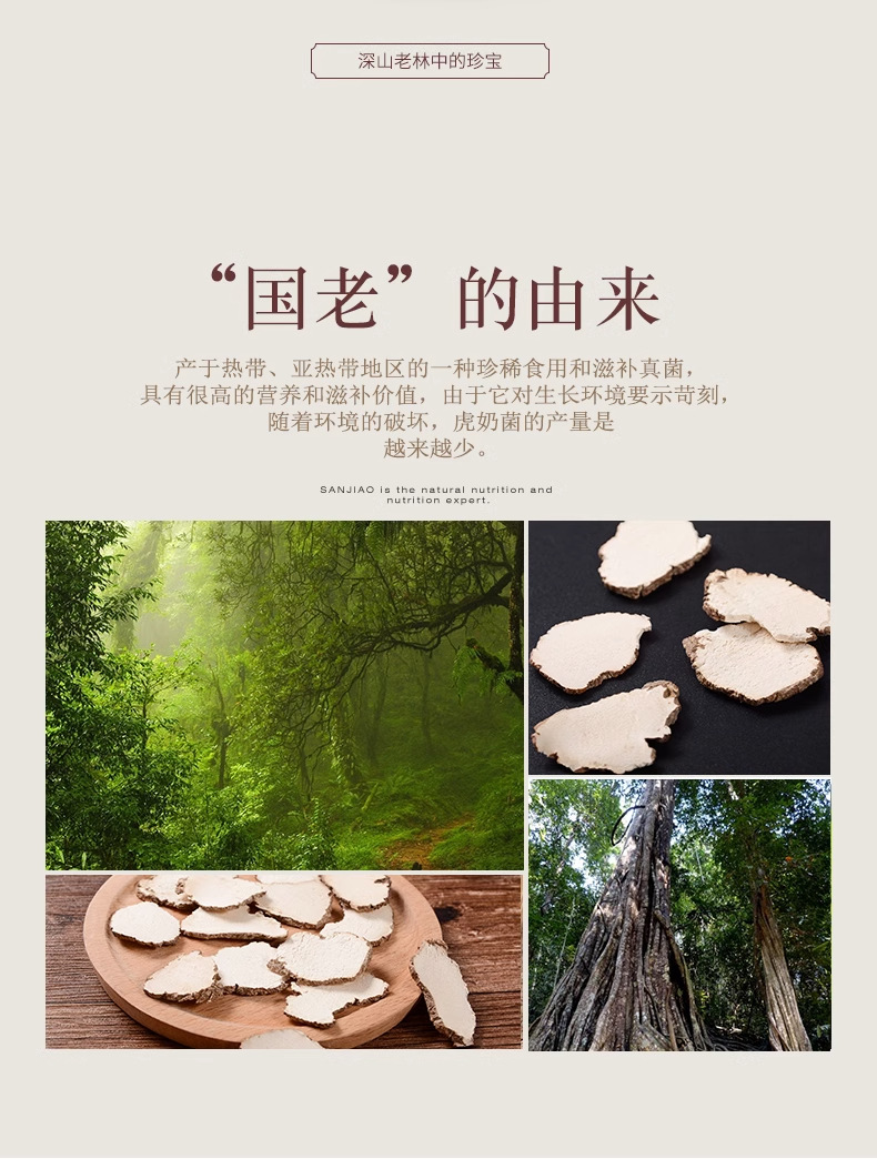 Wild Tiger Milk Mushroom Hu Ru Jun 500g Dried Soup Herb for Family Cooking overview
