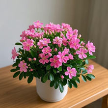 ����Ʒ���]���ͺ�����ʮ�ﻨ�ܾGֲ�����҃ȿ͏d�̨������������