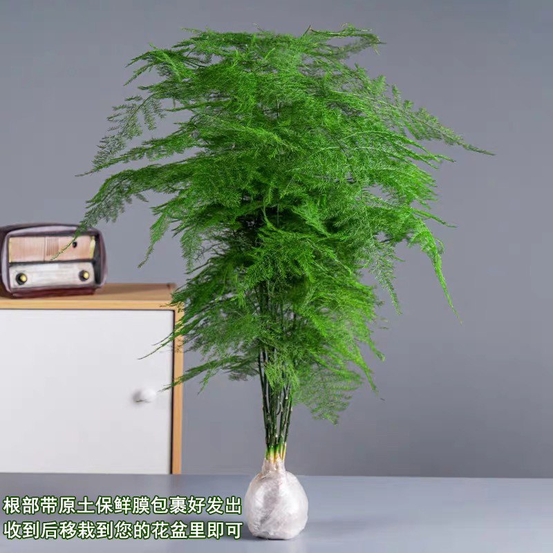 5년근 대형 아스파라거스 대나무(원래 흙에서 배송되며 화분은 포함되지 않음)에는 뿌리 파우더가 포함되어 있습니다.