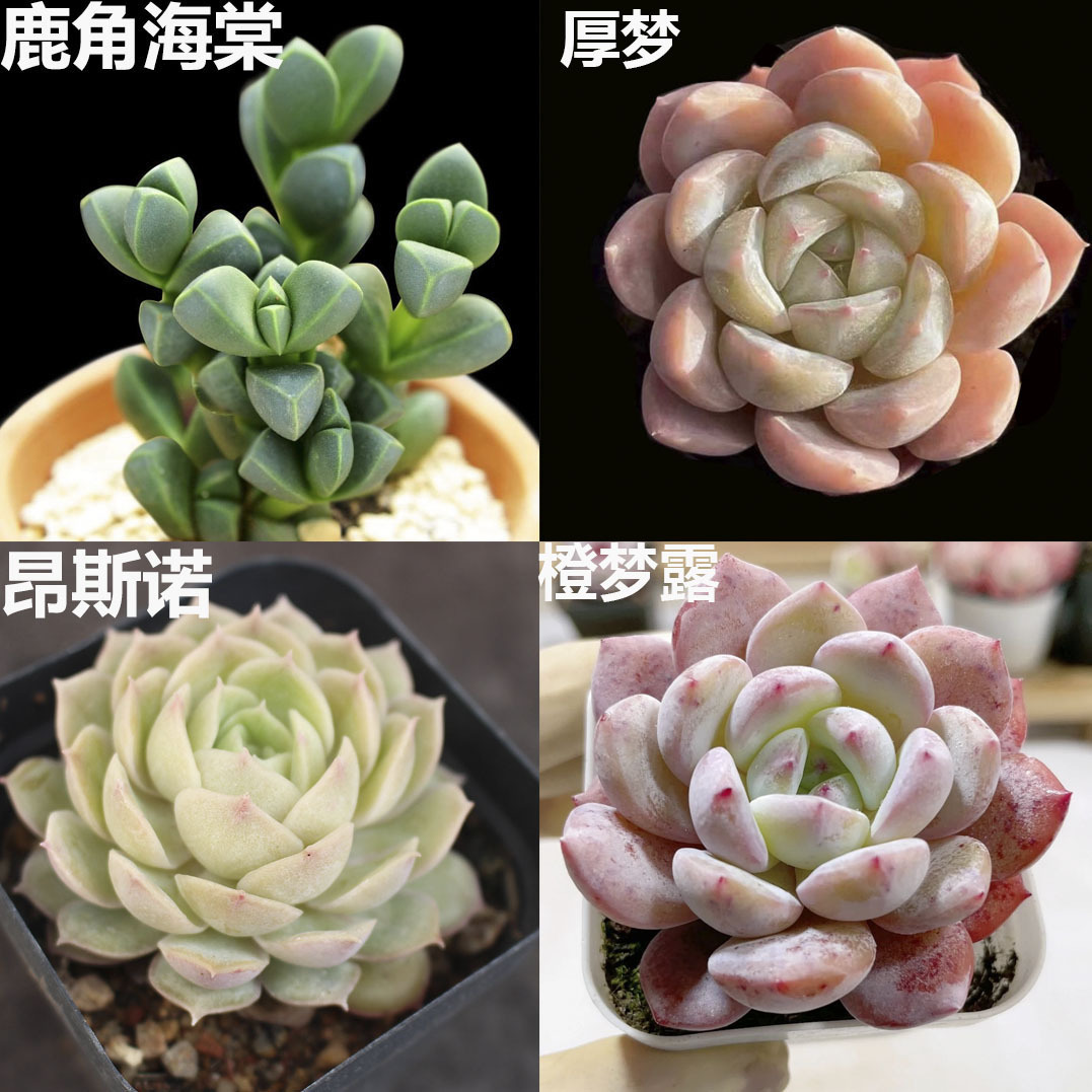 앤틀러스 베고니아 + 두꺼운 꿈 + 온시노 + 오렌지 먼로 3-5cm (플라스틱 화분에 심으면 배송이 더 쉽습니다)