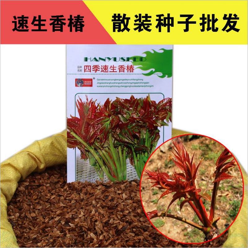 红油香椿种子香椿籽芽苗菜种子四季盆栽种菜红椿树蔬菜籽