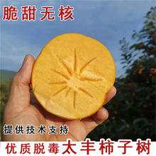 ̫�S�ɿ��������Ә����Ϸ������Nֲ�ڸʘ���ڽ��������������