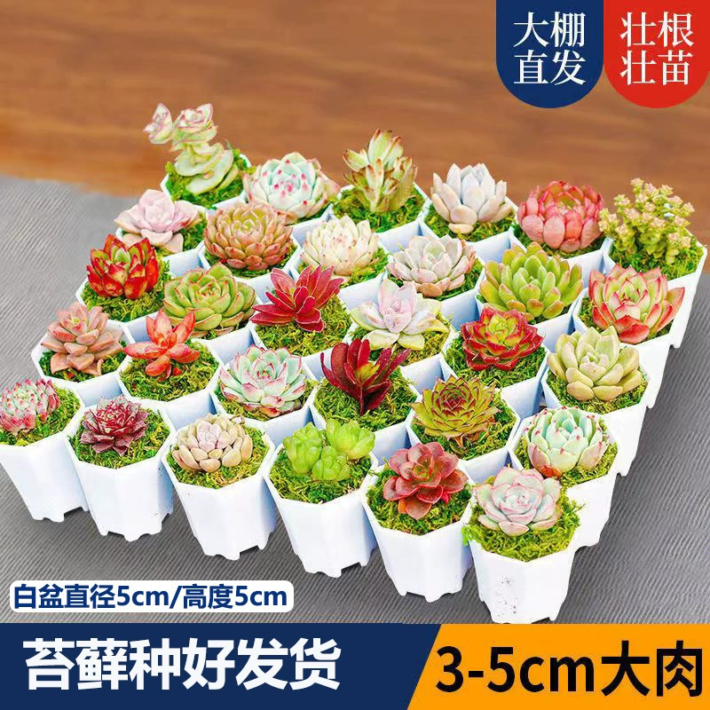 Ссуккуленты в соответствии с оптовой комбинацией горшечных цветов