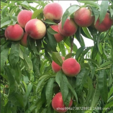 �Ҙ����޽��Ҙ���ˮ���Ҙ����S�Ҙ��箔��Y���Ϸ������Nֲ����
