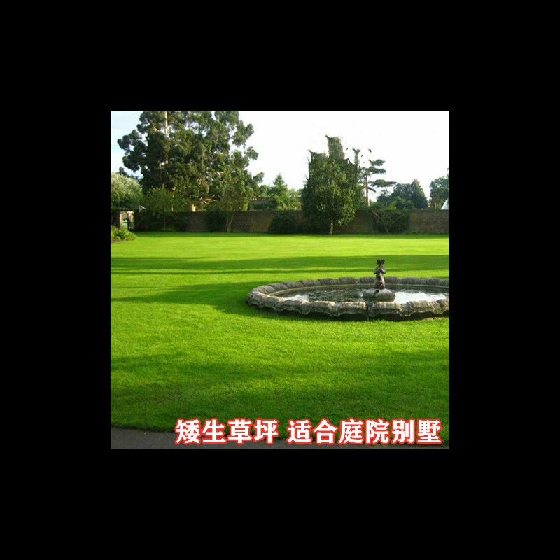 Высококачественные семена травы для ковров, семена зеленой газонной травы, засухоустойчивые четырехсезонные семена вечнозеленой дворовой газонной травы.