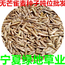 无芒雀麦种子老芒麦南北方草籽牛羊食用进口牧草耐低温秋播