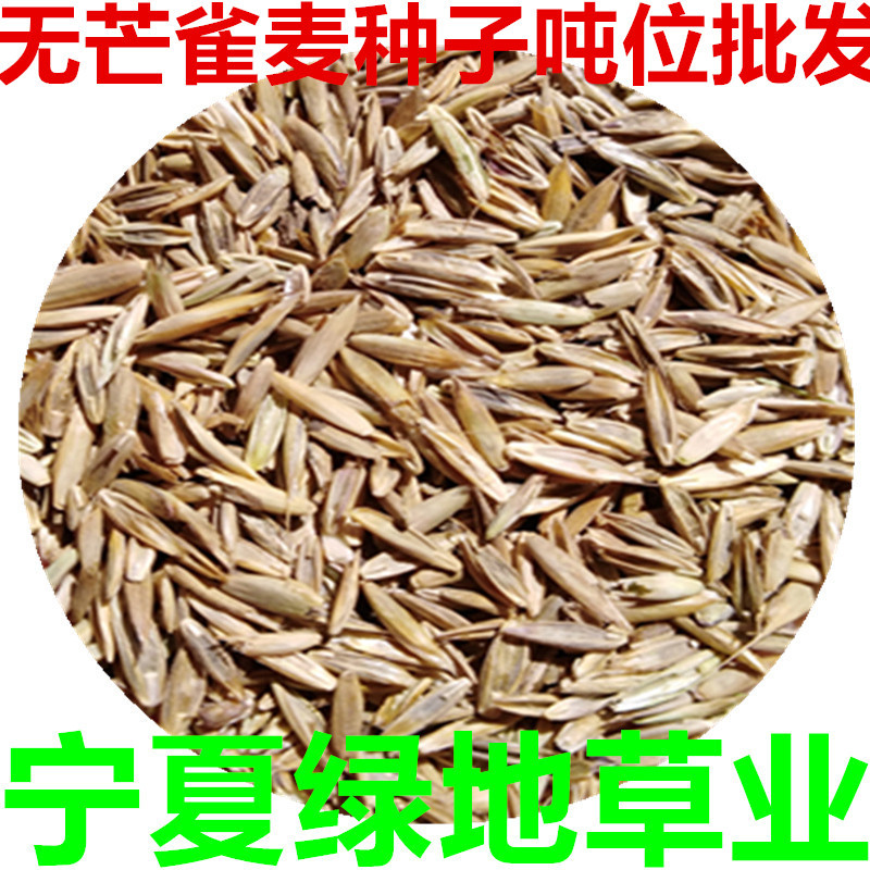 无芒雀麦种子老芒麦南北方草籽牛羊食用进口牧草耐低温秋播