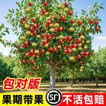 枣树活苗新品种特大帝王蟠枣树苗南北方四季种植果树树苗当年结果