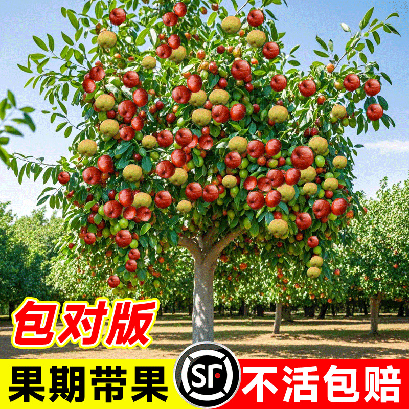 枣树活苗新品种特大帝王蟠枣树苗南北方四季种植果树树苗当年结果