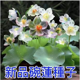 ���羳��̹�؛����ɏ�Nˮϵ����ˮ�B�Gֲ���Bֳ˯ɏ�ɻ��o������