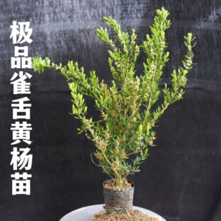 ����ȸ�ఙƤС�~�S���羫Ʒ�辰�ز��҃������̨�f���ຬ������