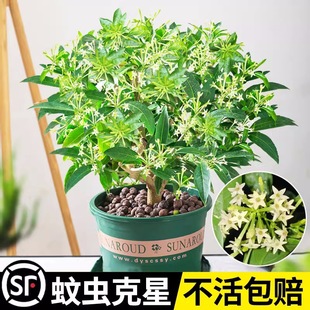 ҹԻֲҹ҃ͥԺֲ༾_