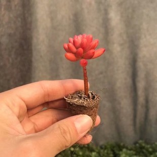 Hongzhiyujin with Poles, Real Photos of Succulents, 4-8cm Base, Direct Sales, Large Quantity, Favorable Price