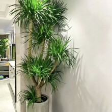龙血树客厅绿植多头龙须树龙铁树客厅旺宅绿植大型龙血树植物盆栽
