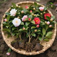 �軨���Ԏ��~���ļ��҃ȝ�������������͏d�����ͺ�ֲ���ú��B