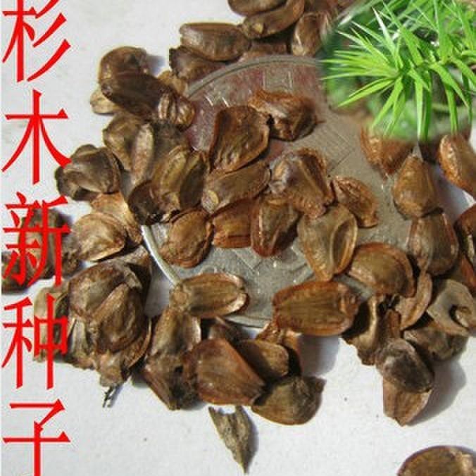 杉木种子沙树种杉树柳杉落羽杉籽冷杉池杉刺杉油杉云杉绿化苗木