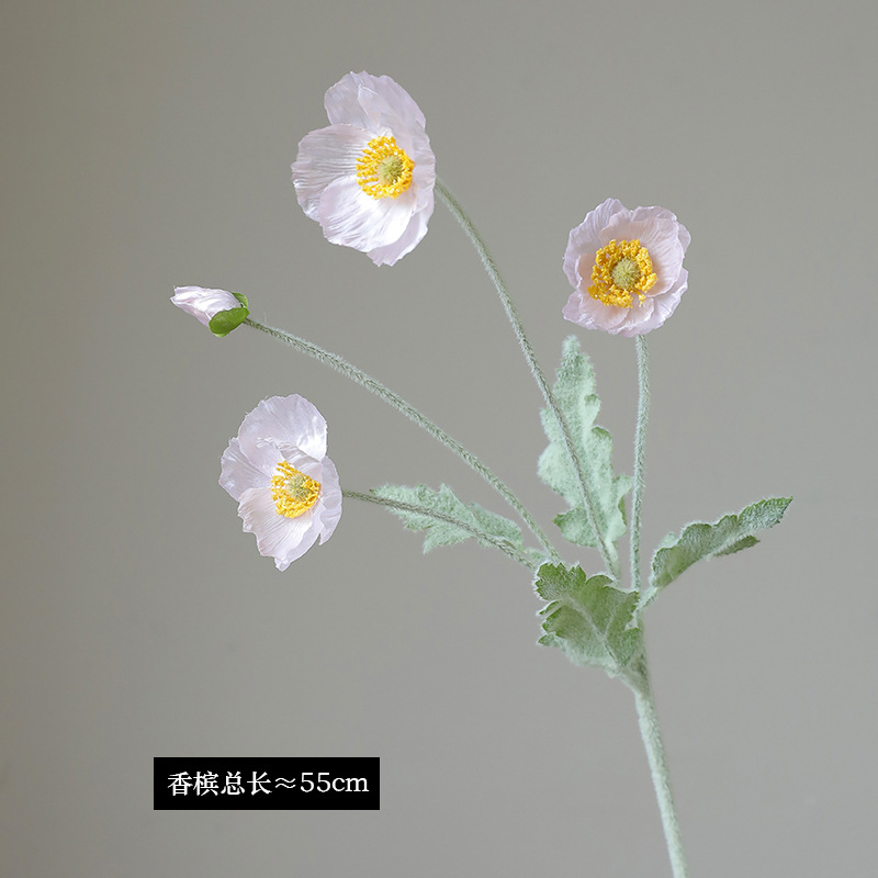 샴페인