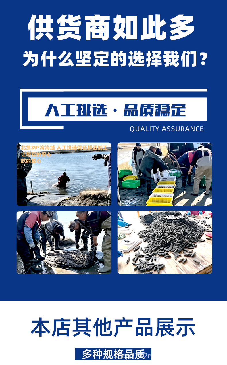 Dried Sea Cucumber Gift Box Lightly Dried A Grade 50g 8-9 Pieces in use