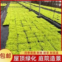 ��ײݼ��Ҵ���ͥԺ�ر�ֲ���Ͳ�̤�ͺ����������A������~�^·�S