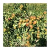 Fruit tree base wholesale 1-5 cm winter jujube tree seedlings pear jujube courtyard planting dragon mustard jujube tree seedlings