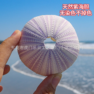 Purple White Sea Urchin Natural Sea Urchin Shell Natural Color Non-Dyeing Collection Air Pineapple Decoration for Children