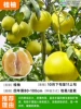 [High-yielding large fruit] Fragrant cinnamon pomelo (four-year seedlings 80-100cm) +111cm (inclusive)-140cm (inclusive)