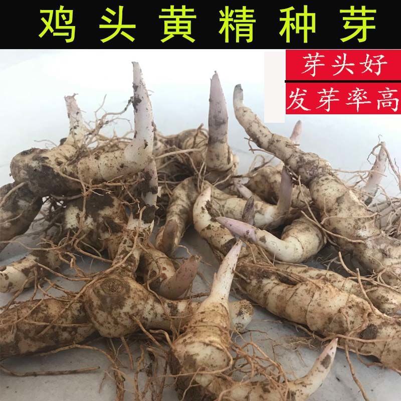 黄精种植苗鸡甜头黄精种苗姜型现挖现发新鲜成活率高500g包邮