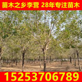 全国供应银杏树银杏大树 绿化银杏树5到20公分各种规格供应