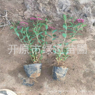 �ۻ����������l�ձ������Ֆ|���|���ͺ����h�������ձ������ձ���