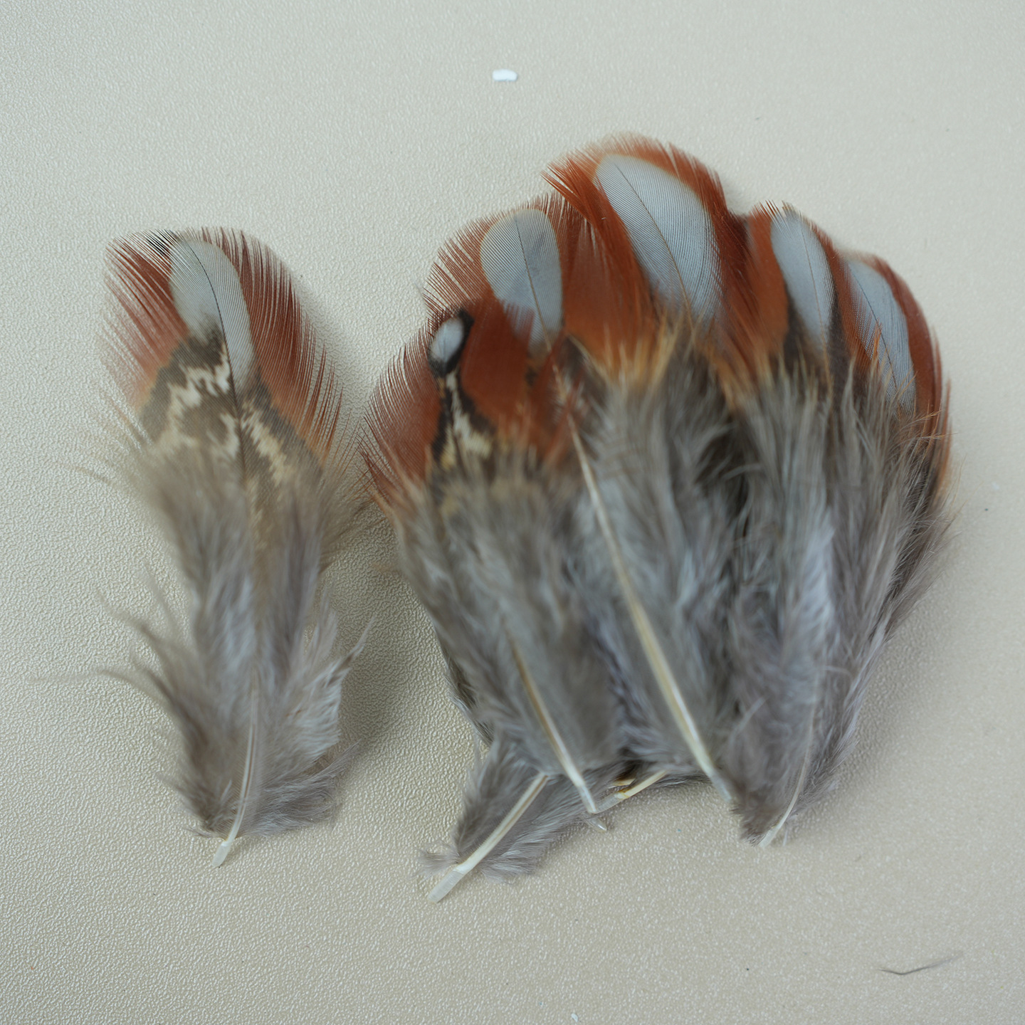 Plumas pequeñas al por mayor de plumas de faislo natural decorativas plumas artesanías bricolaje materiales hechos a mano divertidos accesorios de joyería de palo de gato