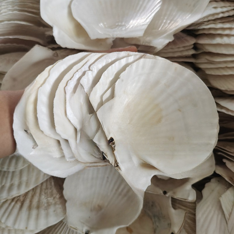 托盘蒜蓉大蒸贝壳贝壳用扇贝粉丝白色热卖夏威夷烧烤扇半壳大默认
