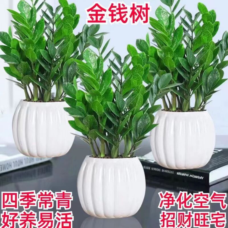 Hydroponic Potted Money Tree Indoor Lazy Money-Making Plant Purifies the Air and Is Evergreen in All Seasons with Green Plants and Florals