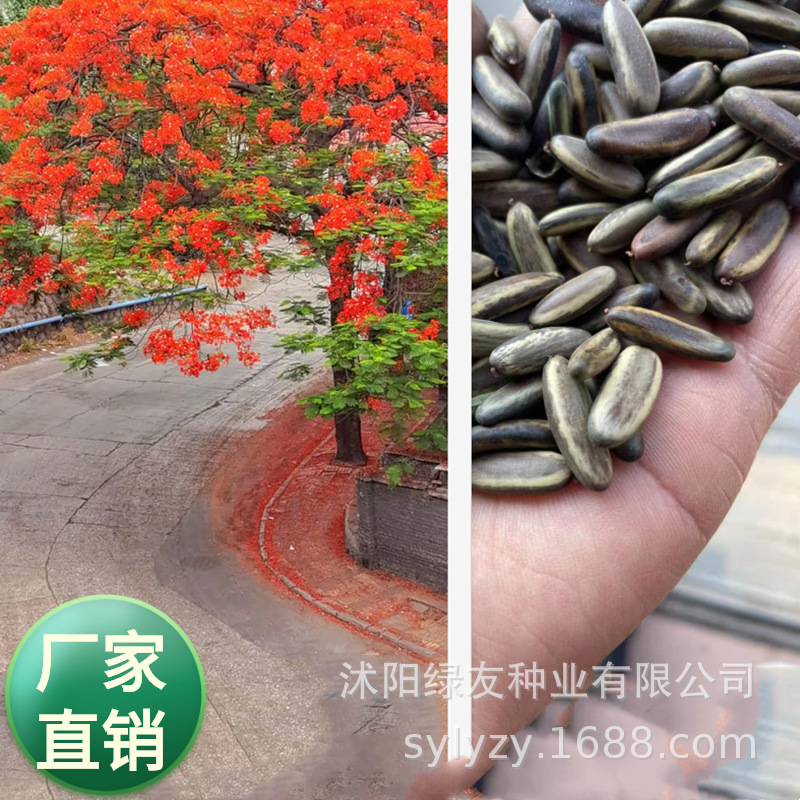 批发亚热带行道树种子 蓝花楹  红花楹 凤凰木  黄花槐等树籽