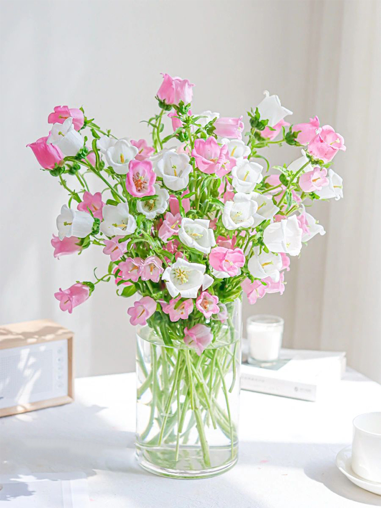 Campanula flower bell flower family life fresh cut flowers Kunming base direct delivery SF Express free shipping 2