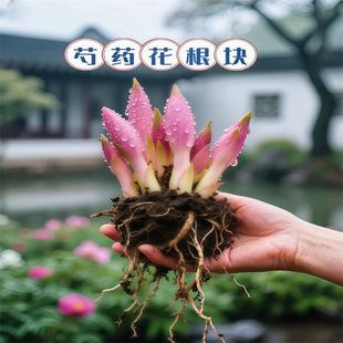 �ذ���ș���玧ѿ�_���N���̨����ͥԺ�r���^�pĵ�����ܴ���ֲ��