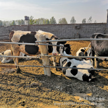 ��˹̹��ţ ��ţ�BֳЧ����� �������u��ţ