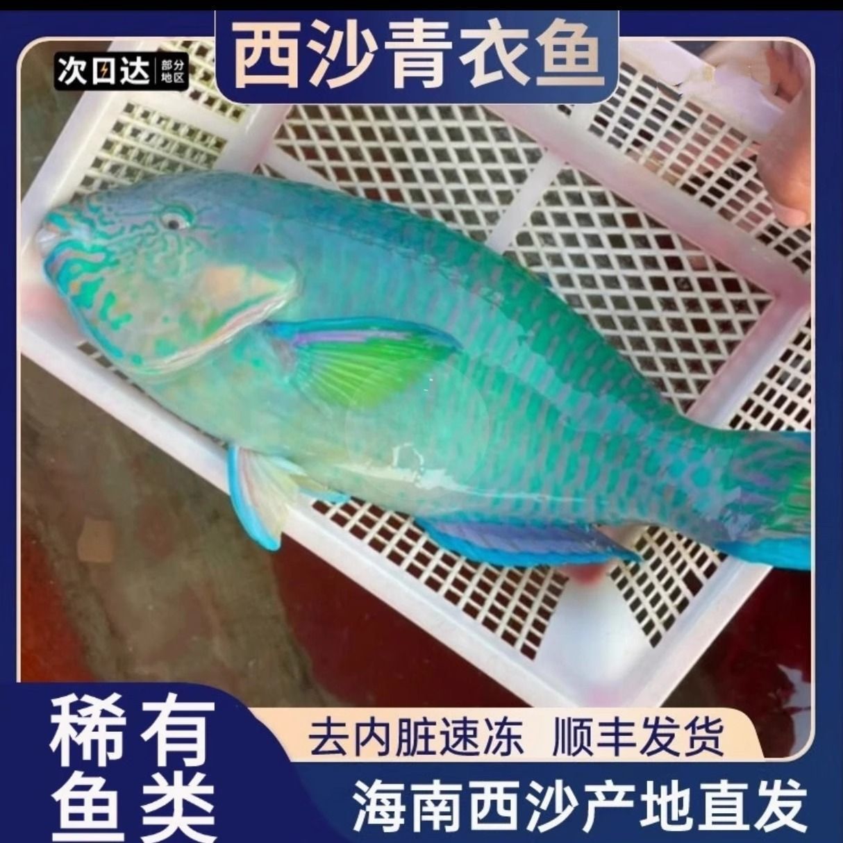 青衣鱼海捕海钓西沙群岛珊瑚鱼海鱼鹦鹉鱼鲜活速冻新鲜彩衣真空装