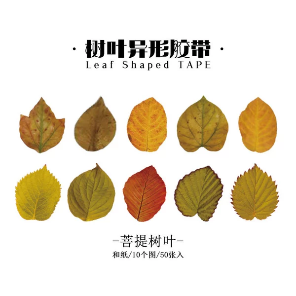 Bodhi leaves