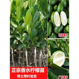 ���ʘ����������ˮ������玧����ָ�͏d�҃ȾGֲ���Ϙ��ļ��V�|