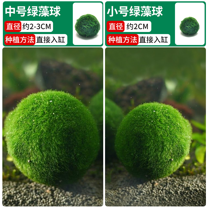 중형 녹조류 볼 + 작은 녹조류 볼 [클래식 조합]❤훌륭한 가치]