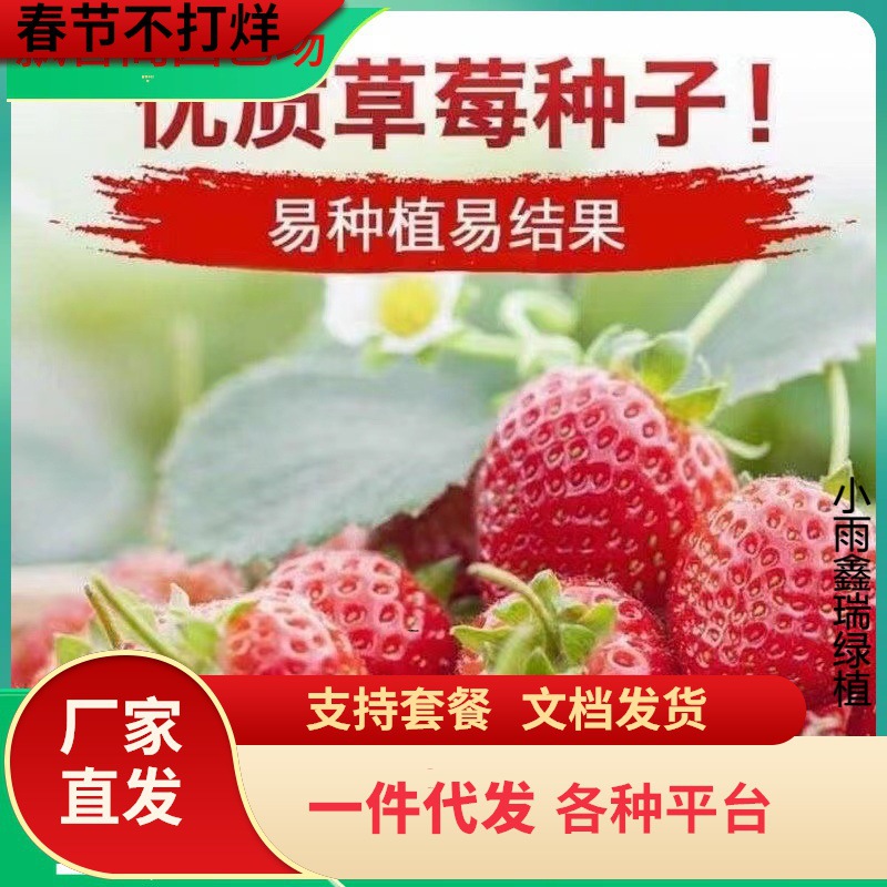 一件代发草莓种子四季易活草莓籽庭院阳台盆栽室内外花卉花种籽子