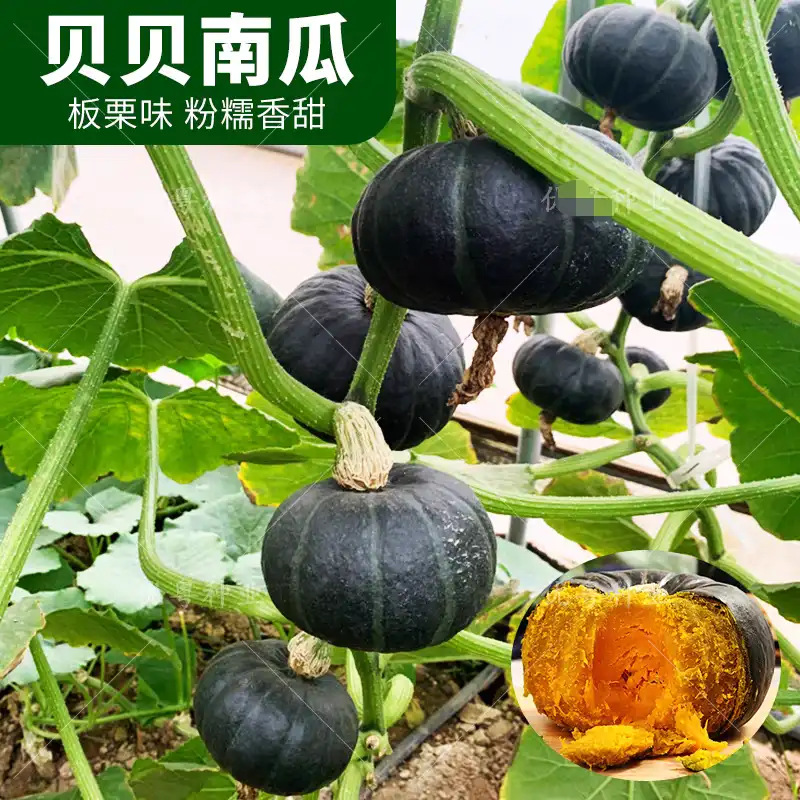 高产绿贝贝南瓜种子香甜板栗小南瓜新品种甜面香糯春秋播蔬菜种子