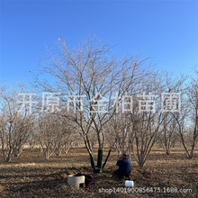 基地长期供应丛生五角枫小区景观树东北五角枫树苗大规格元宝枫