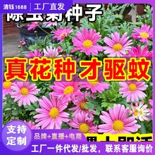 【除虫菊花种子】驱蚊菊花薄荷花种子四季播种开花夏季防蚊代发