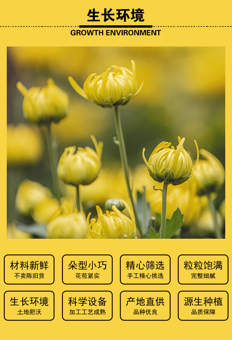 Tai Ju (Chrysanthemum morifolium) Dried Flower Buds — Sulfur-Free Tongxiang Herbal Tea, 500g key features