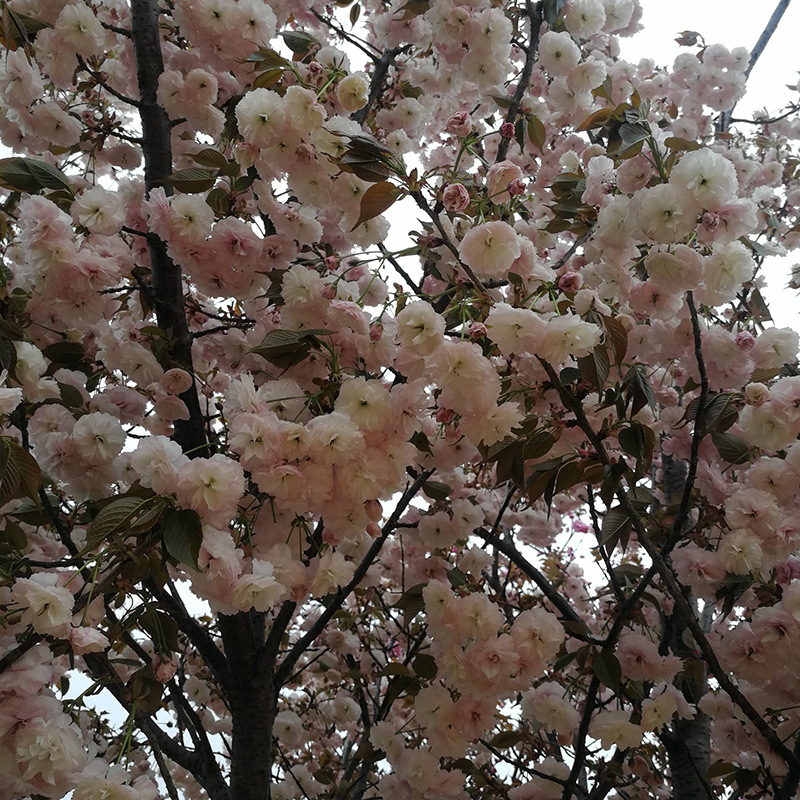 IMG_20180413_113728 副本.jpg