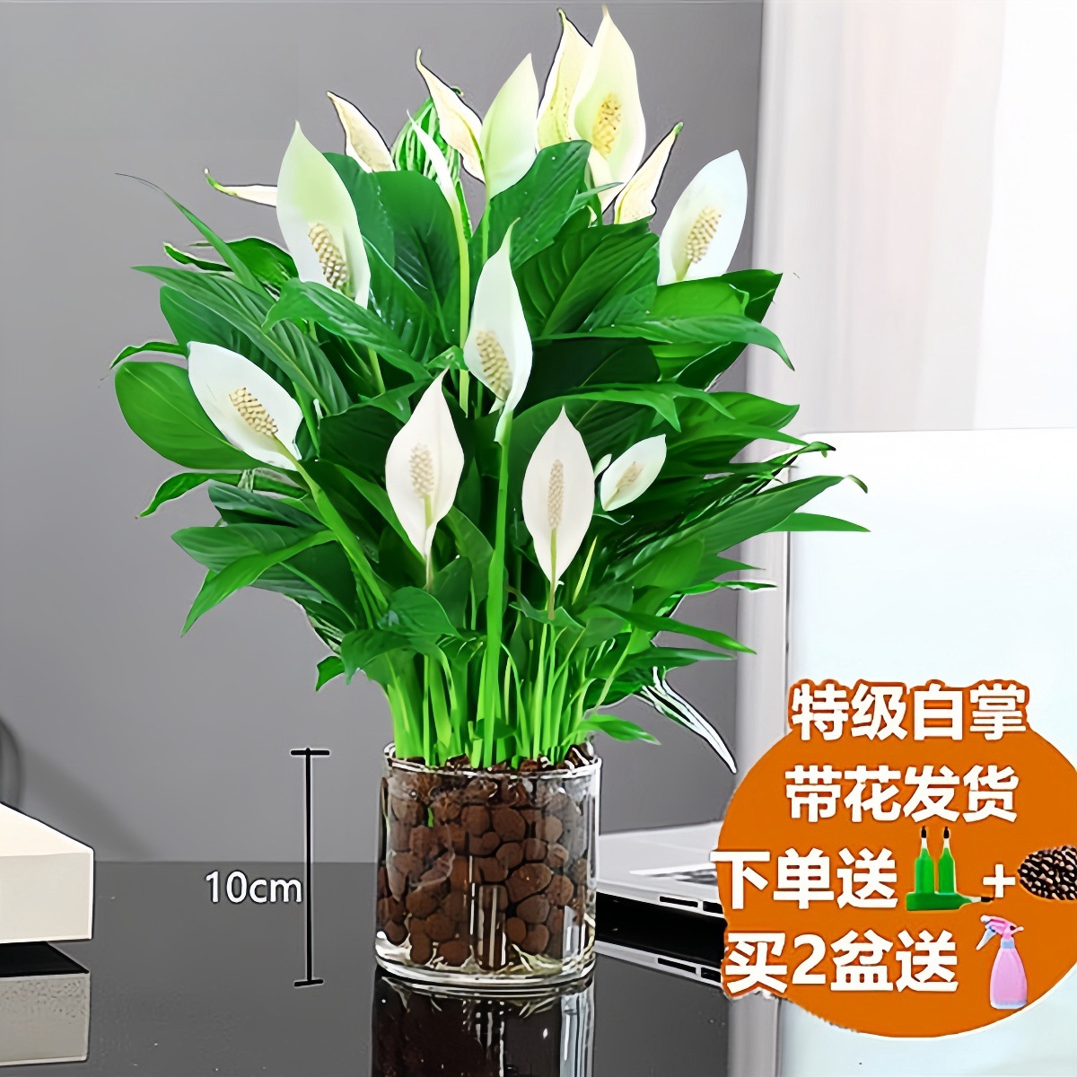 화이트팜 [인터넷 연예인 수경재배 모델] 꽃이 있는 특급(원통+세라믹)