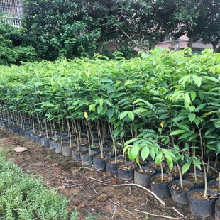 ����������������ľș�����F�������F�����������������